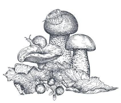 Vector composition of hand drawn forest mushroom with fall leaves, snail Stock Illustration