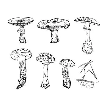 Vector composition of pine needles and a set of mushrooms, the set is drawn.. Stock Illustration