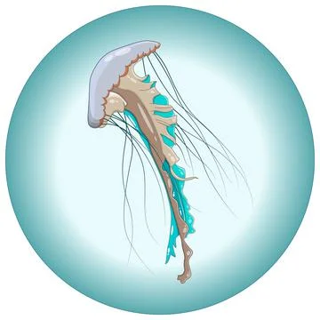 Vector composition of turquoise jellyfish Stock Illustration