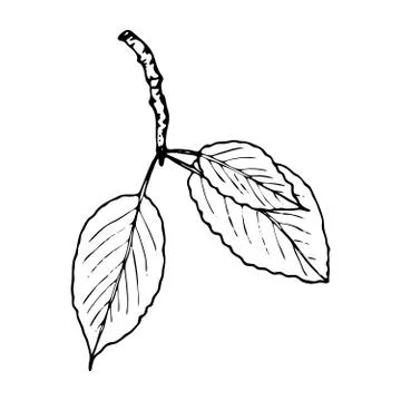 Vector contour branch with leaves Stock Illustration