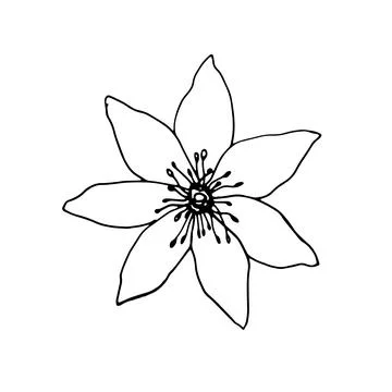 Vector contour flower. Elegant hand drawn botanical element for decoration. ink Stock Illustration