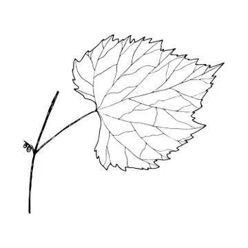 Vector contour leaf of grape vine Illustrazione stock