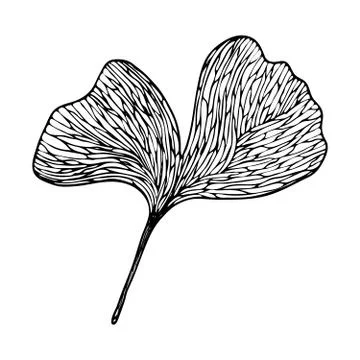 Vector contour leaf Illustrazione stock