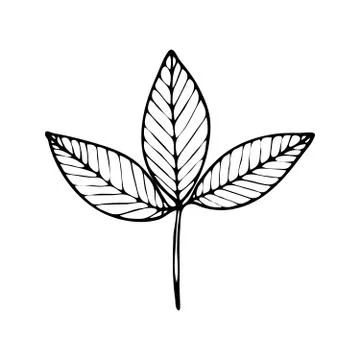 Vector contour leaf Stock Illustration