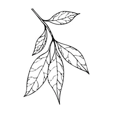 Vector contour leaf Stock Illustration