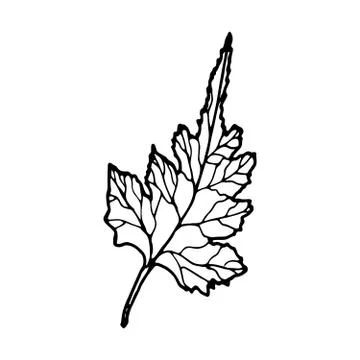 Vector contour leaf Stock Illustration