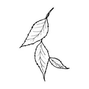 Vector contour leaf イラスト素材