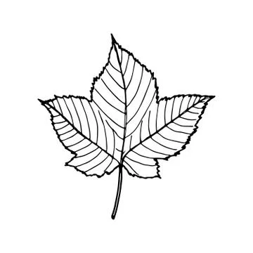 Vector contour maple leaf イラスト素材