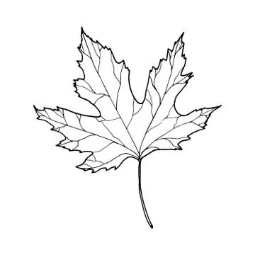 Vector contour maple leaf Stock Illustration