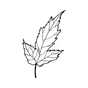 Vector contour maple leaf Stock Illustration