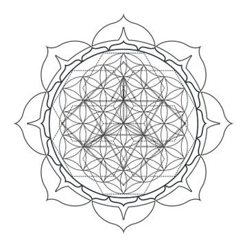 Vector contour monochrome design mandala sacred geometry illustration seed of 스톡 일러스트