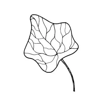 Vector contour moonseed leaf イラスト素材