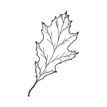 Vector contour oak leaf Stock Illustration