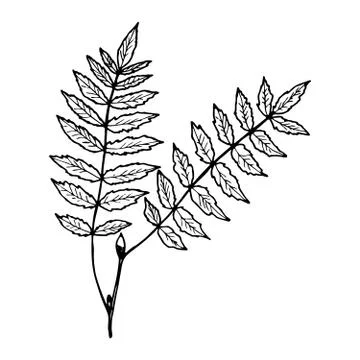 Vector contour rowan leaf Stock Illustration