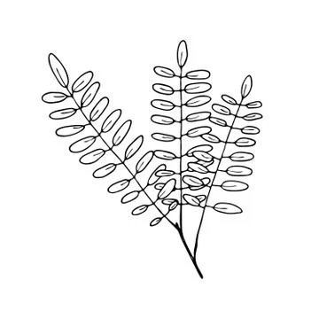 Vector contour rowan leaf Stock Illustration