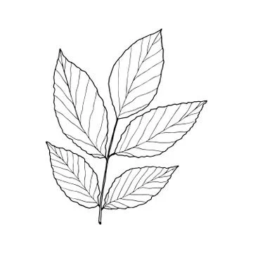 Vector contour walnut leaf Stock Illustration