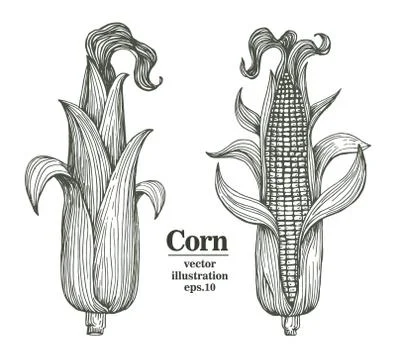 Vector corn on the cob with leaves vintage engraved illustration. Botanical corn Stock Illustration