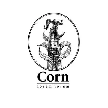Vector corn on the cob with leaves vintage engraved illustration. Botanical corn Stock Illustration