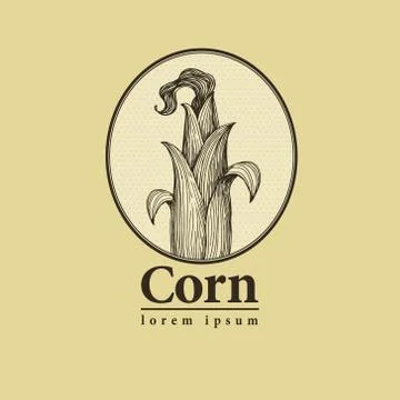 Vector corn on the cob with leaves vintage engraved illustration. Botanical corn Stock Illustration
