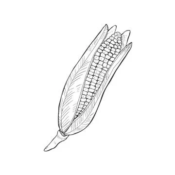Vector corn isolated Stock Illustration