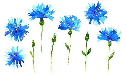 Vector cornflowers. Blue beautiful meadow wildflowers set. Hand drawn watercolor Stock Illustration