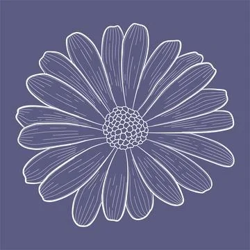Vector cortular decorative flower. Light element on a dark purple background Stock Illustration