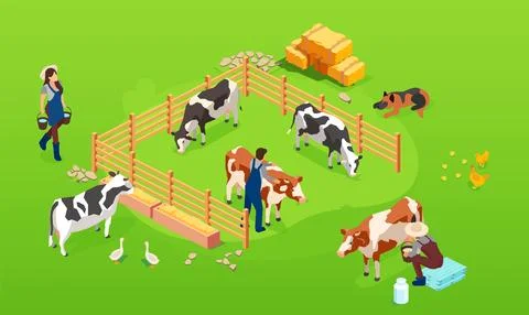 Vector of a cow farm in paddock and farmers men and woman taking care of them Stock Illustration