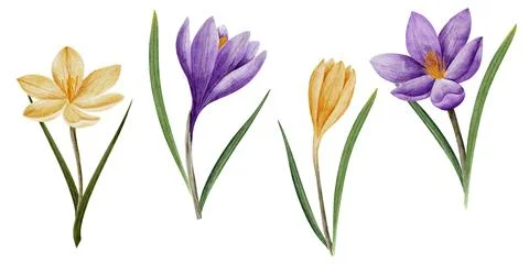 Vector crocus flowers in violet and yellow color, drawn in watercolor, isolated Stock Illustration