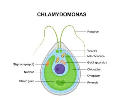 Vector cross section of a Chlamydomonas. The structure of the algae cell. Stock Illustration