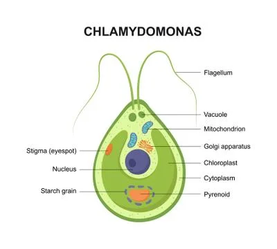 Vector cross section of a Chlamydomonas. The structure of the algae cell. Stock Illustration