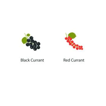 Vector currant isolated on white background in a flat style. Illustration of Stock Illustration