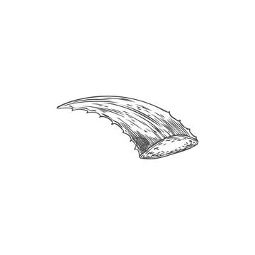 Vector a cut aloe vera leaf with a thick gel inside on a white background Illustrazione stock