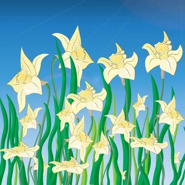 Vector of daffodil flowers on spring background. Stock Illustration