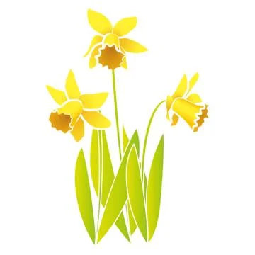 Vector Daffodils Stock Illustration