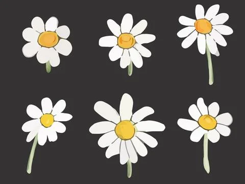 Vector daisies summer white flower isolated on black background Stock Illustration