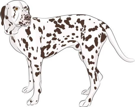 Vector. Dalmatian. Stock Illustration