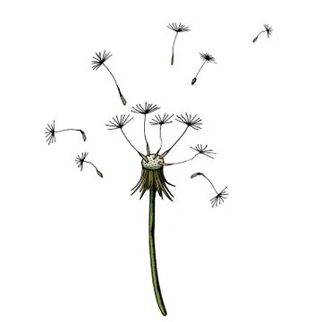 Vector Dandelion blowing silhouette. Flying blow dandelion buds black outdoor Stock Illustration