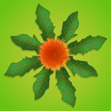 Vector dandelion with green leaves Stock Illustration