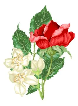 Vector decor element with jasmine and rose flowers Stock Illustration