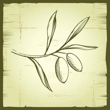 Vector decorative olive branch. Stock Illustration