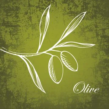 Vector decorative olive branch. Stock Illustration