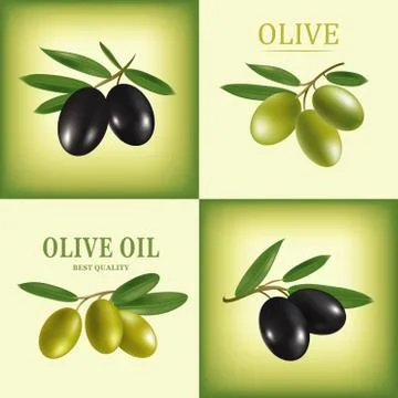 Vector decorative olive branch. Stock Illustration