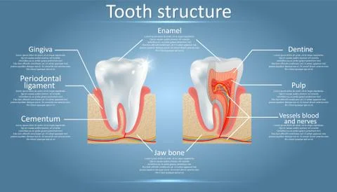 Vector dental anatomy and tooth structure diagram Stock Illustration