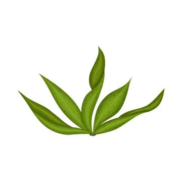 Vector design of algae and healthy logo. Collection of algae and aquarium stock Stock-Illustration