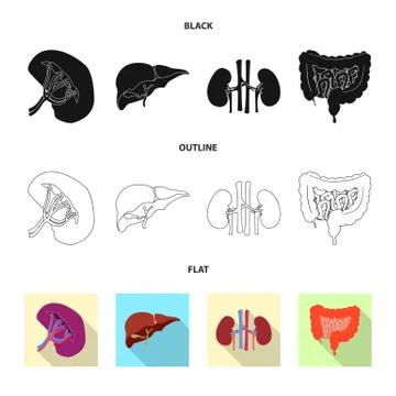 Vector design of body and human icon. Collection of body and medical stock Stock Illustration