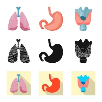 Vector design of body and human icon. Set of body and medical stock symbol for Stock Illustration