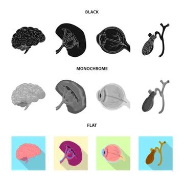 Vector design of body and human icon. Set of body and medical stock symbol for Stock Illustration
