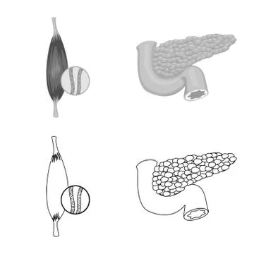 Vector design of body and human symbol. Collection of body and medical vector Stock Illustration