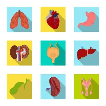 Vector design of body and human icon. Collection of body and medical stock Stock Illustration