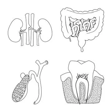 Vector design of body and human icon. Collection of body and medical stock Stock Illustration